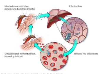 How To Eradicate Malaria In Nigeria –Paediatrician