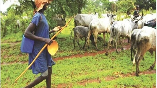 Northern Governors Declare Open Grazing Outdated