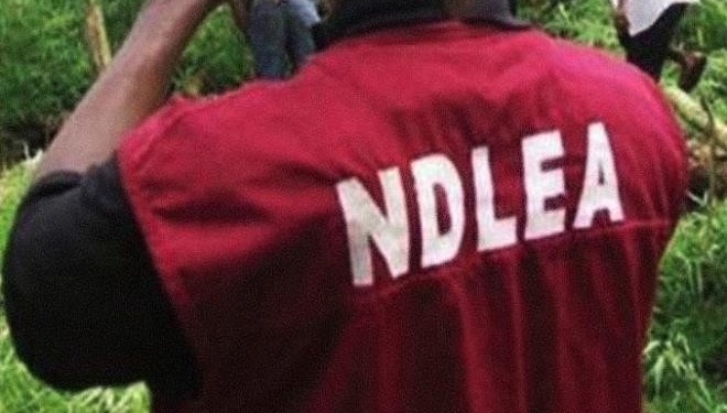 NDLEA Arrests 73 Drug Offenders, Seizes 1,781.85 Kg Of Indian Hemp In Osun